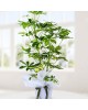 Schefflera (Şeflera) Bitkisi 2 KÖKLÜ